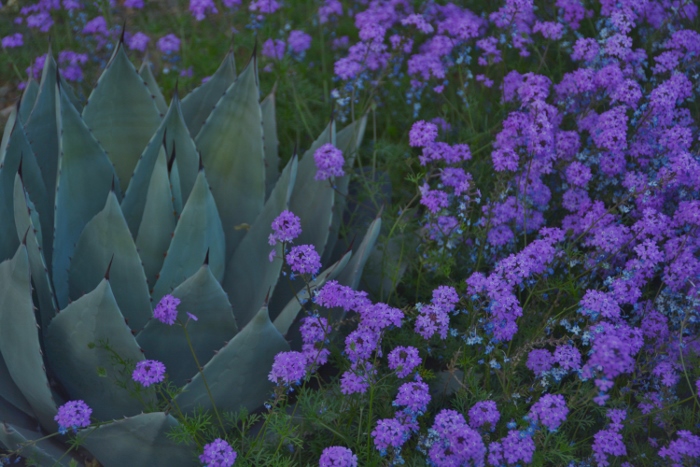 a mixture of sage green and purple foliage